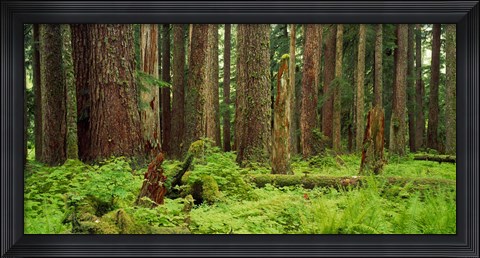 Framed Forest floor Olympic National Park WA USA Print