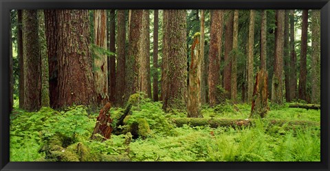 Framed Forest floor Olympic National Park WA USA Print