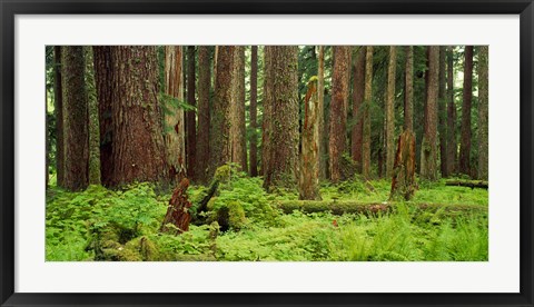 Framed Forest floor Olympic National Park WA USA Print