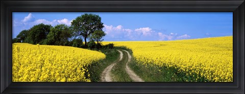 Framed Canola, Farm, Yellow Flowers, Germany Print