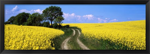 Framed Canola, Farm, Yellow Flowers, Germany Print