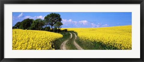 Framed Canola, Farm, Yellow Flowers, Germany Print