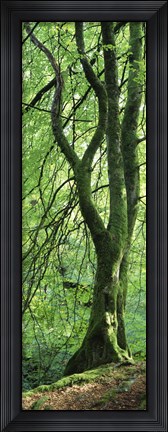 Framed Moss Growing on a Beech Tree, Perthshire, Scotland Print