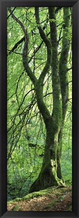 Framed Moss Growing on a Beech Tree, Perthshire, Scotland Print