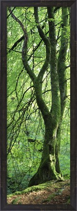 Framed Moss Growing on a Beech Tree, Perthshire, Scotland Print