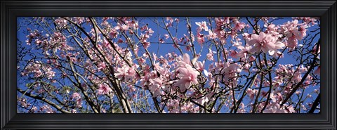 Framed Magnolias, Golden Gate Park, San Francisco, California, USA Print