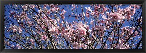 Framed Magnolias, Golden Gate Park, San Francisco, California, USA Print