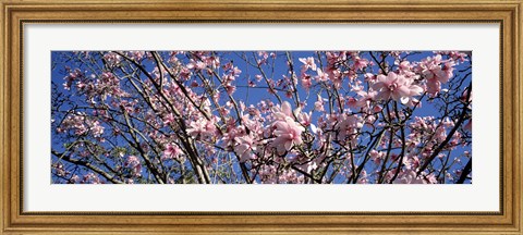 Framed Magnolias, Golden Gate Park, San Francisco, California, USA Print
