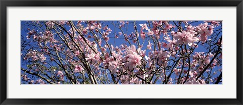 Framed Magnolias, Golden Gate Park, San Francisco, California, USA Print