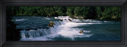 Framed Bears fish Brooks Fall Katmai AK Print