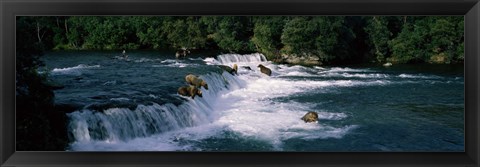 Framed Bears fish Brooks Fall Katmai AK Print