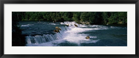 Framed Bears fish Brooks Fall Katmai AK Print