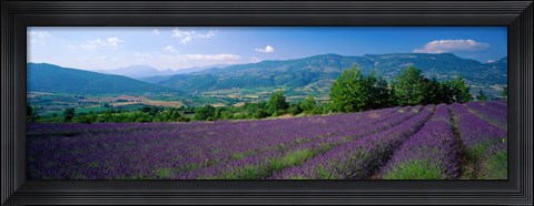 Framed Lavender Fields, La Drome Provence, France Print
