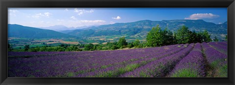 Framed Lavender Fields, La Drome Provence, France Print