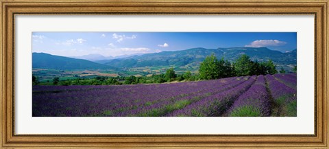 Framed Lavender Fields, La Drome Provence, France Print