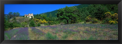 Framed Lavender Field La Drome Provence France Print
