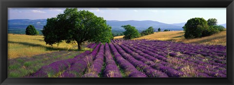 Framed Flowers In Field, Lavender Field, La Drome Provence, France Print