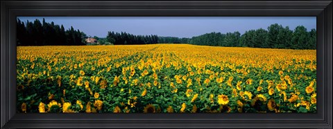 Framed Sunflowers St Remy de Provence Provence France Print