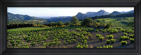 Framed Vineyard Dentelles de Montmirail Vaucluse Provence France Print