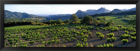 Framed Vineyard Dentelles de Montmirail Vaucluse Provence France Print