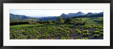 Framed Vineyard Dentelles de Montmirail Vaucluse Provence France Print