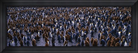 Framed King Penguin Colony Salisbury Plain South Georgia Sub-Antartic Print