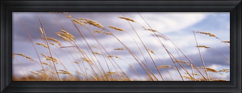 Framed Wheat Stalks Blowing, Crops, Field, Open Space Print