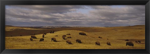 Framed High angle view of buffaloes grazing on a landscape, North Dakota, USA Print