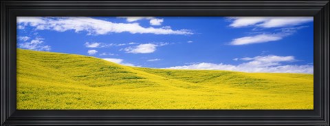 Framed Canola Fields, Washington State, USA Print