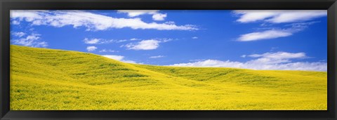 Framed Canola Fields, Washington State, USA Print