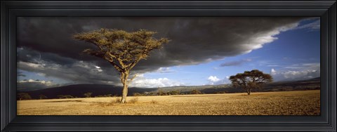 Framed Tree w\storm clouds Tanzania Print