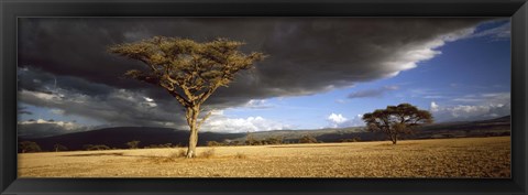 Framed Tree w\storm clouds Tanzania Print