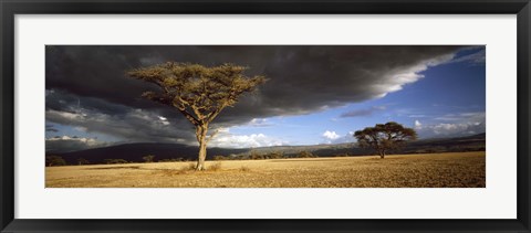 Framed Tree w\storm clouds Tanzania Print