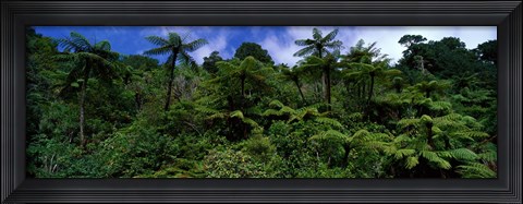 Framed Rain forest Paparoa National Park S Island New Zealand Print