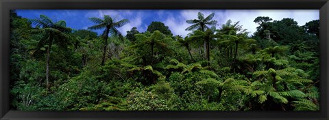Framed Rain forest Paparoa National Park S Island New Zealand Print
