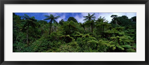 Framed Rain forest Paparoa National Park S Island New Zealand Print