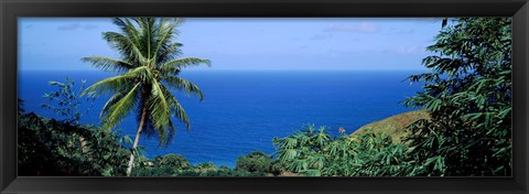 Framed Palm trees on the coast, Tobago, Trinidad And Tobago Print