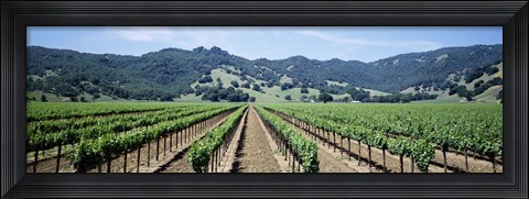 Framed Rows of vine in a vineyard, Hopland, California Print