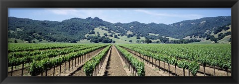 Framed Rows of vine in a vineyard, Hopland, California Print