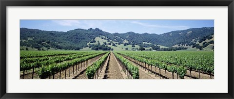 Framed Rows of vine in a vineyard, Hopland, California Print