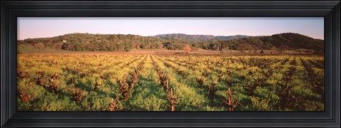 Framed Vineyard in Hopland, California Print