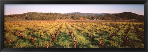 Framed Vineyard in Hopland, California Print