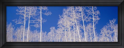 Framed Low angle view of aspen trees in a forest, Utah, USA Print