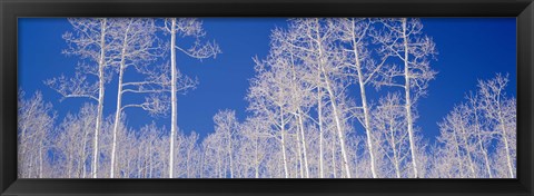 Framed Low angle view of aspen trees in a forest, Utah, USA Print