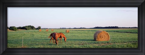 Framed Horses And Hay, Marion County, Illinois, USA Print