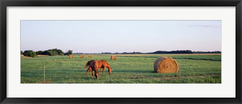 Framed Horses And Hay, Marion County, Illinois, USA Print