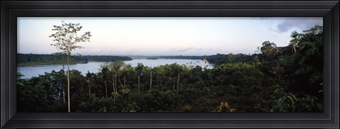 Framed Trees in a forest, Amazon Rainforest, Amazon, Peru Print