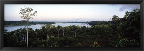 Framed Trees in a forest, Amazon Rainforest, Amazon, Peru Print