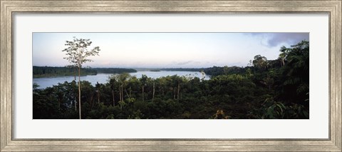 Framed Trees in a forest, Amazon Rainforest, Amazon, Peru Print