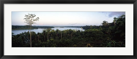 Framed Trees in a forest, Amazon Rainforest, Amazon, Peru Print